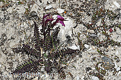 C381074: Kerners Läusekraut (Pedicularis kerneri)