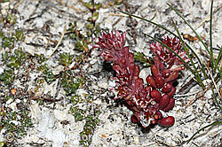 C381076: Dunkler Mauerpfeffer (Sedum atratum)
