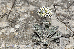 C381078: Zwerg-Schafgarbe (Achillea nana)