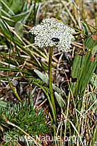 C381111: Zwerg-Mutterwurz (Ligusticum mutellinoides)