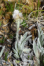 C381113: Gemeines Katzenpfötchen (Antennaria dioica)