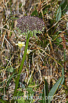 C381120: Zwerg-Mutterwurz (Ligusticum mutellinoides)