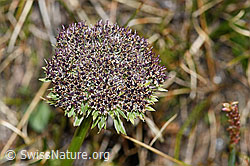 C381122: Zwerg-Mutterwurz (Ligusticum mutellinoides)