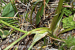 C381123: Zwerg-Mutterwurz (Ligusticum mutellinoides)