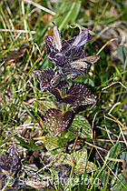 C381128: Alpenhelm (Bartsia alpina)