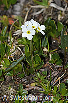 C381140: Stumpfblättriger Mannsschild (Androsace obtusifolia)