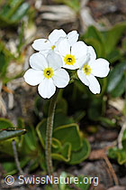 C381141: Stumpfblättriger Mannsschild (Androsace obtusifolia)