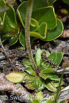 C381142: Stumpfblättriger Mannsschild (Androsace obtusifolia)