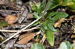 C381144: Stumpfblättriger Mannsschild (Androsace obtusifolia)