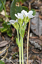 C381146: Stumpfblättriger Mannsschild (Androsace obtusifolia)
