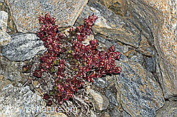 C381620: Zweiblütiger Steinbrech (Saxifraga biflora)