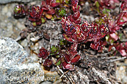C381622: Zweiblütiger Steinbrech (Saxifraga biflora)