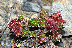 C381623: Zweiblütiger Steinbrech (Saxifraga biflora)
