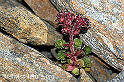 C381624: Zweiblütiger Steinbrech (Saxifraga biflora)