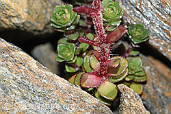 C381625: Zweiblütiger Steinbrech (Saxifraga biflora)