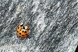 Harmonia axyridis (C381642) Harmonia axyridis (C381642)