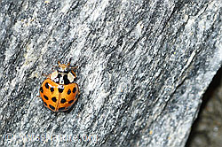 Harmonia axyridis (07.2026, C381644) Harmonia axyridis (07.2026, C381644)