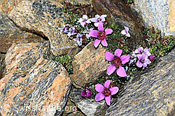 Gegenblättriger Steinbrech (Saxifraga oppositifolia) (C381646)