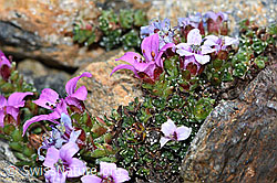 Gegenblättriger Steinbrech (Saxifraga oppositifolia) (C381647)