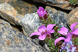 Gegenblättriger Steinbrech (Saxifraga oppositifolia) (C381649)