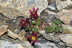 Zweiblütiger Steinbrech (Saxifraga biflora) (C381650) Zweiblütiger Steinbrech (Saxifraga biflora) (C381650)
