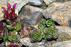 Zweiblütiger Steinbrech (Saxifraga biflora) (C381651) Zweiblütiger Steinbrech (Saxifraga biflora) (C381651)