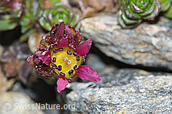 Zweiblütiger Steinbrech (Saxifraga biflora) (C381653) Zweiblütiger Steinbrech (Saxifraga biflora) (C381653)