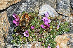 Mistbiene (Eristalis tenax) auf Gegenblättrigem Steinbrech (Saxifraga oppositifolia) (C381680)
