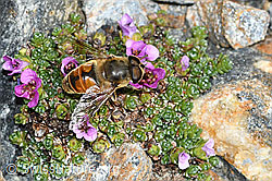 Mistbiene (Eristalis tenax) auf Gegenblättrigem Steinbrech (Saxifraga oppositifolia) (C381681)