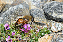 Mistbiene (Eristalis tenax) auf Gegenblättrigem Steinbrech (Saxifraga oppositifolia) (C381683)