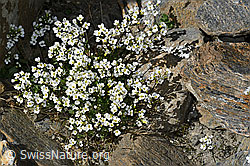 Alpen-Gänsekresse (Arabis alpina) (C381721) Alpen-Gänsekresse (Arabis alpina) (C381721)