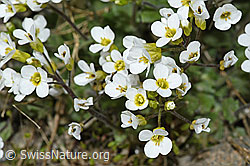 Alpen-Gänsekresse (Arabis alpina) (C381722) Alpen-Gänsekresse (Arabis alpina) (C381722)