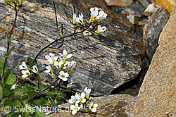 Alpen-Gänsekresse (Arabis alpina) (C381724) Alpen-Gänsekresse (Arabis alpina) (C381724)
