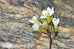 Alpen-Gänsekresse (Arabis alpina) (C381731) Alpen-Gänsekresse (Arabis alpina) (C381731)