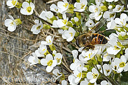 Alpen-Gänsekresse (Arabis alpina)