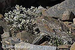 Alpen-Gänsekresse (Arabis alpina) (C381737) Alpen-Gänsekresse (Arabis alpina) (C381737)