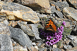 Aglais urticae on Saxifraga oppositifolia (C381747) Aglais urticae on Saxifraga oppositifolia (C381747)