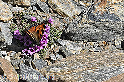 Aglais urticae on Saxifraga oppositifolia (C381749) Aglais urticae on Saxifraga oppositifolia (C381749)