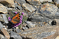 Aglais urticae on Saxifraga oppositifolia (C381750) Aglais urticae on Saxifraga oppositifolia (C381750)