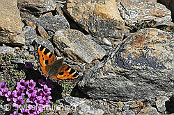 Aglais urticae on Saxifraga oppositifolia (07.2026, C381753) Aglais urticae on Saxifraga oppositifolia (07.2026, C381753)