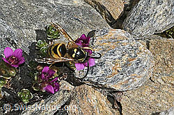 C381794: Norwegische Wespe (Dolichovespula norwegica) auf Gegenblättrigem Steinbrech (Saxifraga oppositifolia)