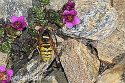 C381798: Norwegische Wespe (Dolichovespula norwegica) auf Gegenblättrigem Steinbrech (Saxifraga oppositifolia)