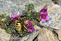 C381800: Norwegische Wespe (Dolichovespula norwegica) auf Gegenblättrigem Steinbrech (Saxifraga oppositifolia)