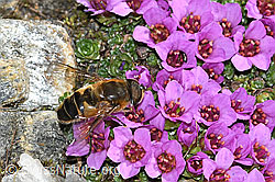 Gemeine Keilfleckschwebfliege (Eristalis pertinax) auf Gegenblättrigem Steinbrech (Saxifraga oppositifolia) (C381805) Gemeine Keilfleckschwebfliege (Eristalis pertinax) auf Gegenblättrigem Steinbrech (Saxifraga oppositifolia) (C381805)