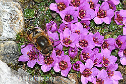 Gemeine Keilfleckschwebfliege (Eristalis pertinax) auf Gegenblättrigem Steinbrech (Saxifraga oppositifolia) (C381807) Gemeine Keilfleckschwebfliege (Eristalis pertinax) auf Gegenblättrigem Steinbrech (Saxifraga oppositifolia) (C381807)