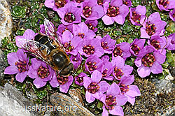 Gemeine Keilfleckschwebfliege (Eristalis pertinax) auf Gegenblättrigem Steinbrech (Saxifraga oppositifolia) (C381809) Gemeine Keilfleckschwebfliege (Eristalis pertinax) auf Gegenblättrigem Steinbrech (Saxifraga oppositifolia) (C381809)