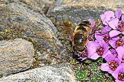 Gegenblättriger Steinbrech (Saxifraga oppositifolia)