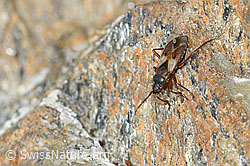 C381841: Eremocoris abietis (Wanze)
