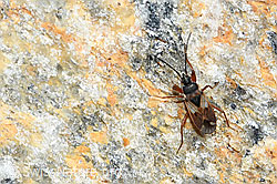 C381842: Eremocoris abietis (Wanze)