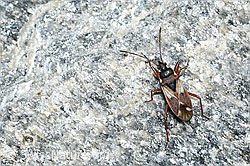 C381843: Eremocoris abietis (Wanze)